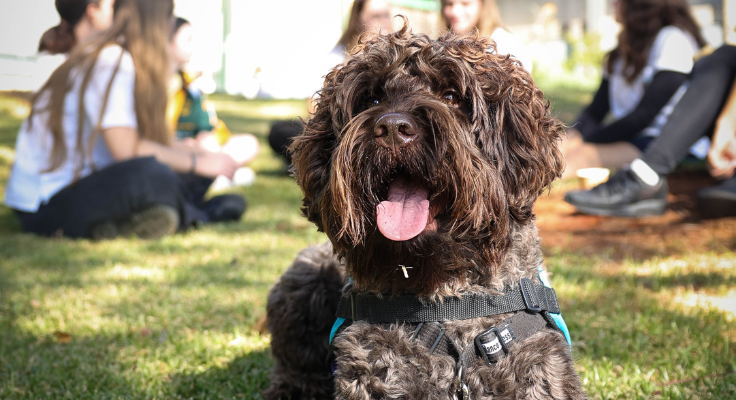 the school support dog with students in the background